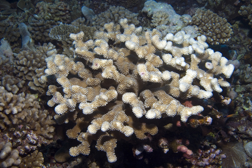 Pocillopora woodjonesi