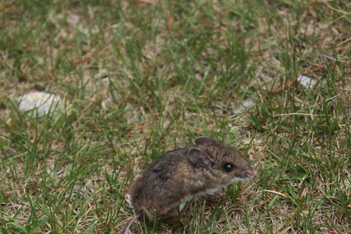Black-eared Mouse