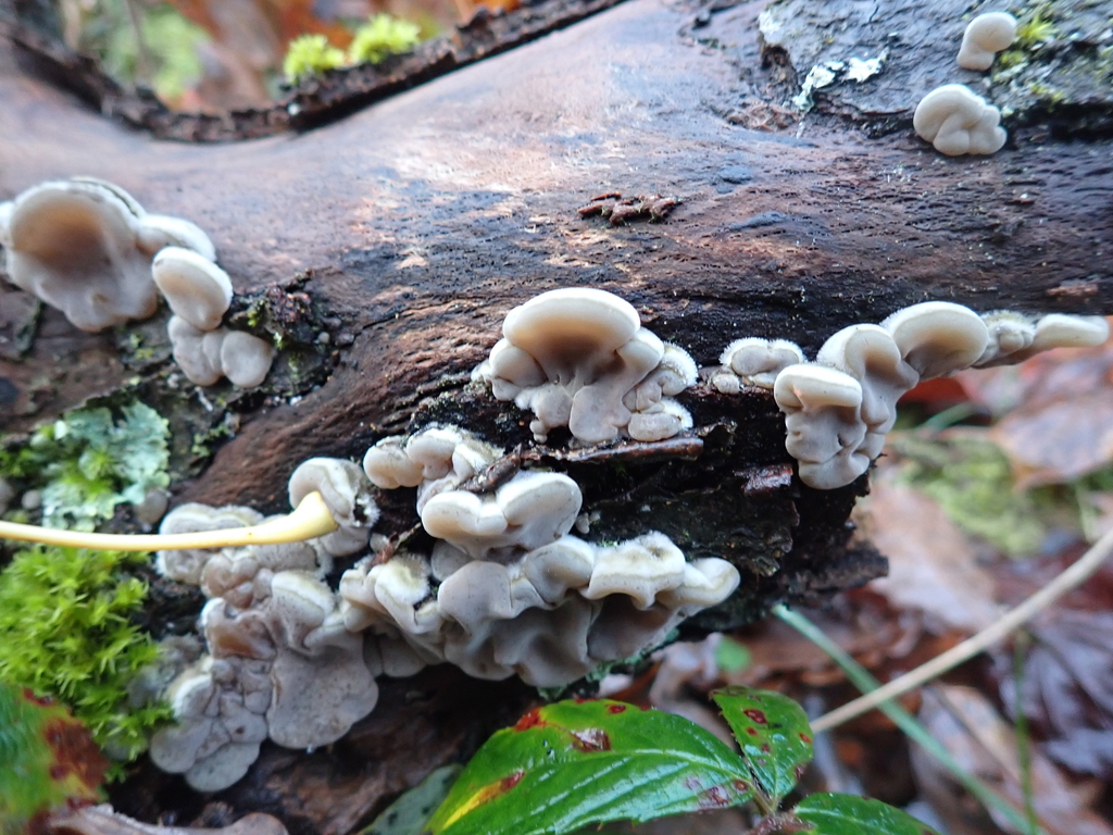 Auricularia mesenterica · November 2025 · photo: © sturuss (iNaturalist, cc0)