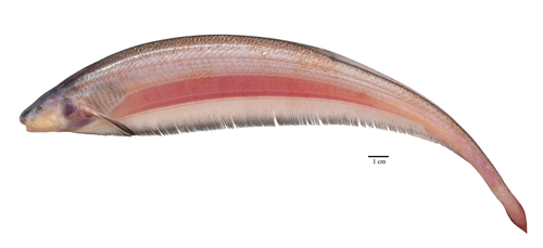 Sternarchogiton