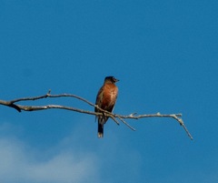 Turdus migratorius image