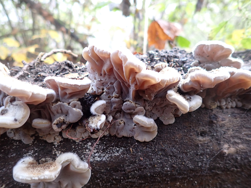Auricularia mesenterica · November 2025 · photo: © sturuss (iNaturalist, cc0)