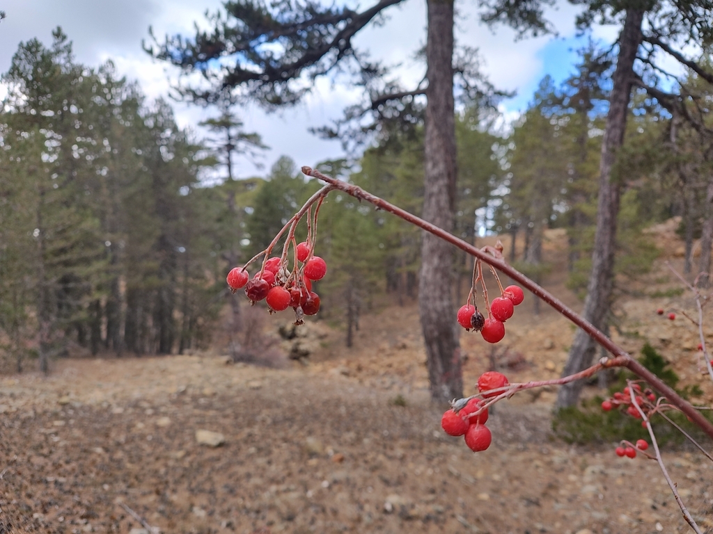 Aria graeca; photograph (c) Robert Martin, some rights reserved (CC BY)