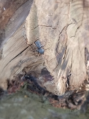 Cephalotes