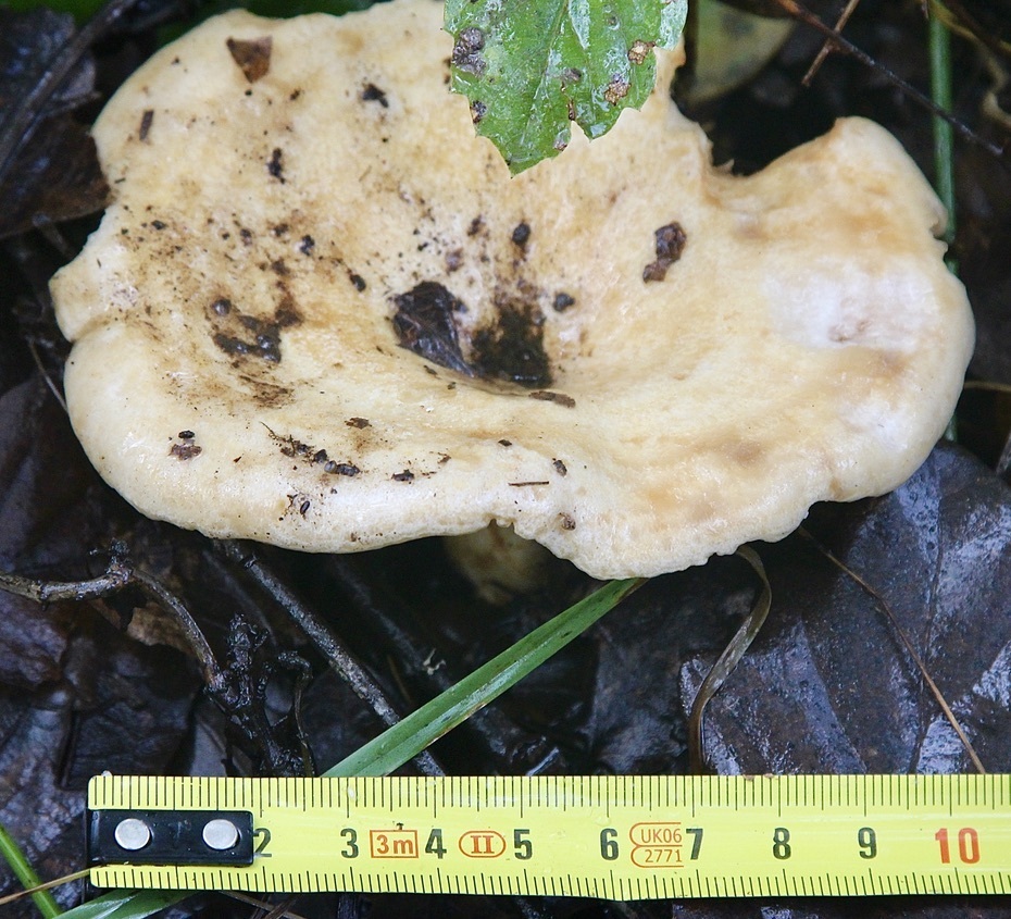 Lactarius acerrimus