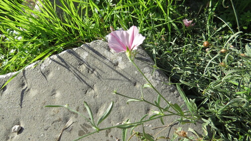 Convolvulus cantabrica iNat (3)