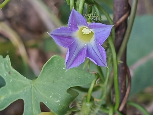 canyon morning-glory (Ipomoea barbatisepala)