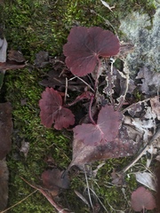 Heuchera