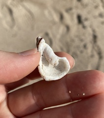 Opeatostoma pseudodon