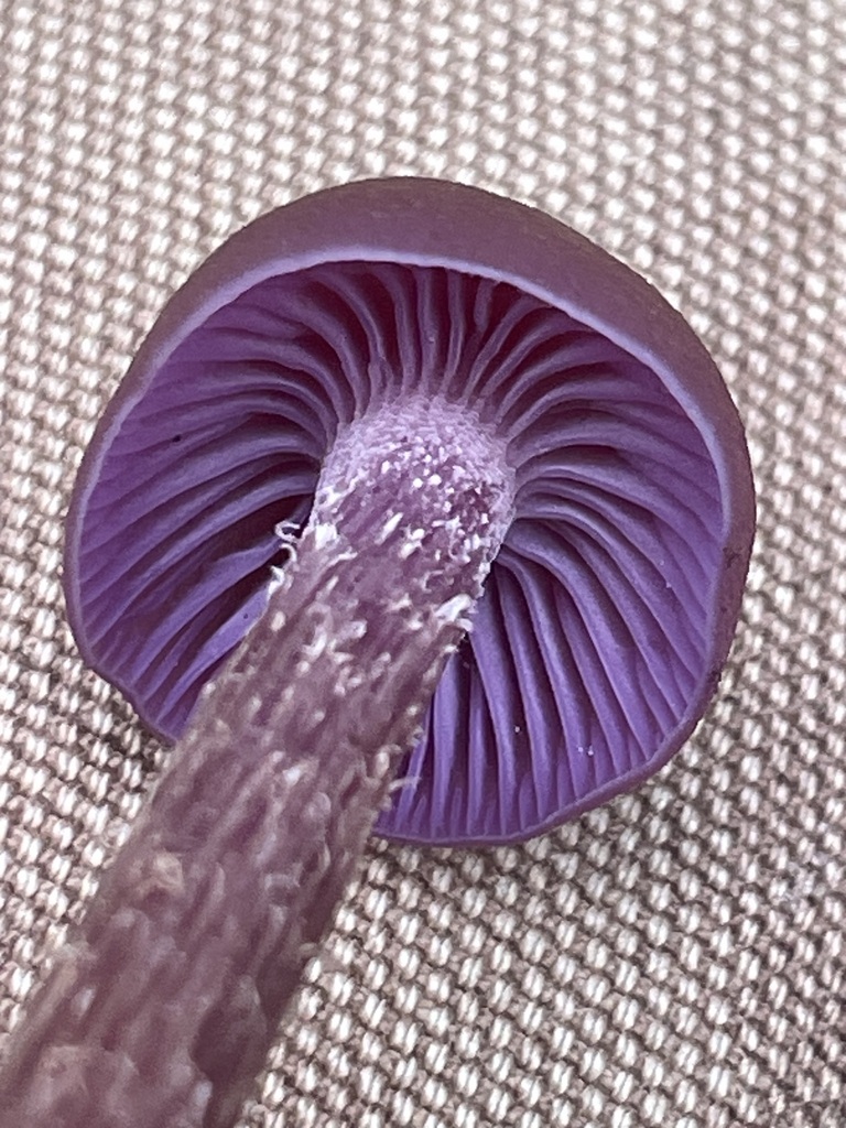 Laccaria amethysteo-occidentalis