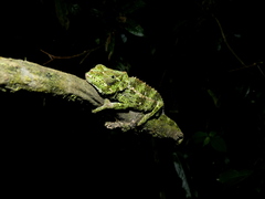 Calumma crypticum