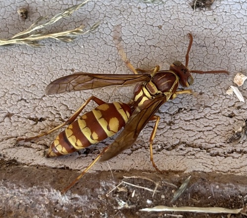 Apache Paper Wasp photo 6