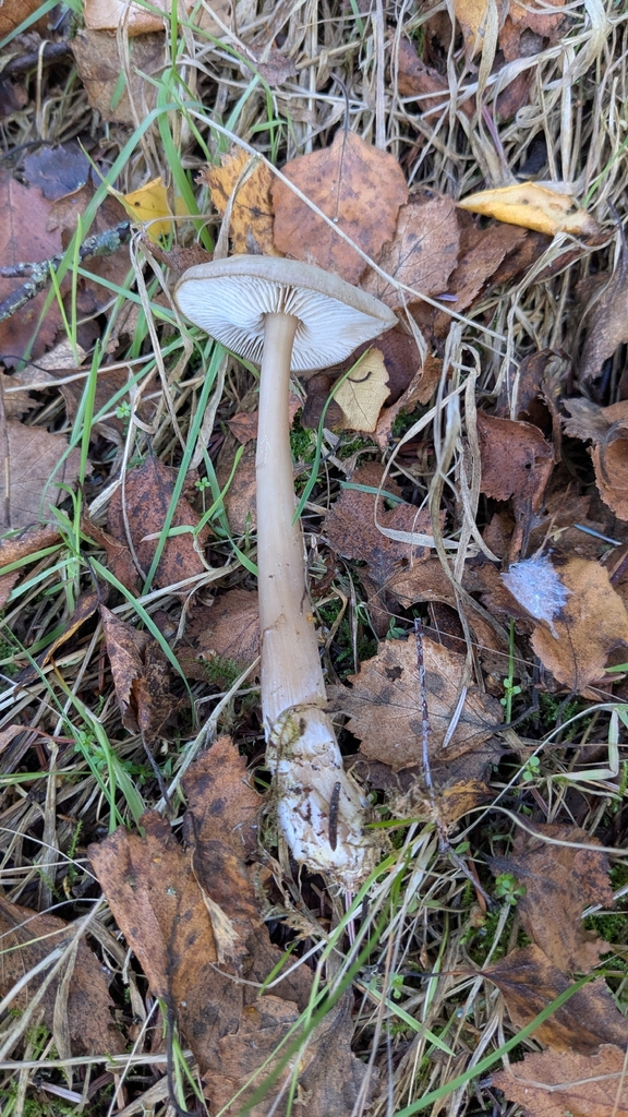 Rhodocollybia asema · November 2025 · photo: © edm1_ (iNaturalist, cc0)