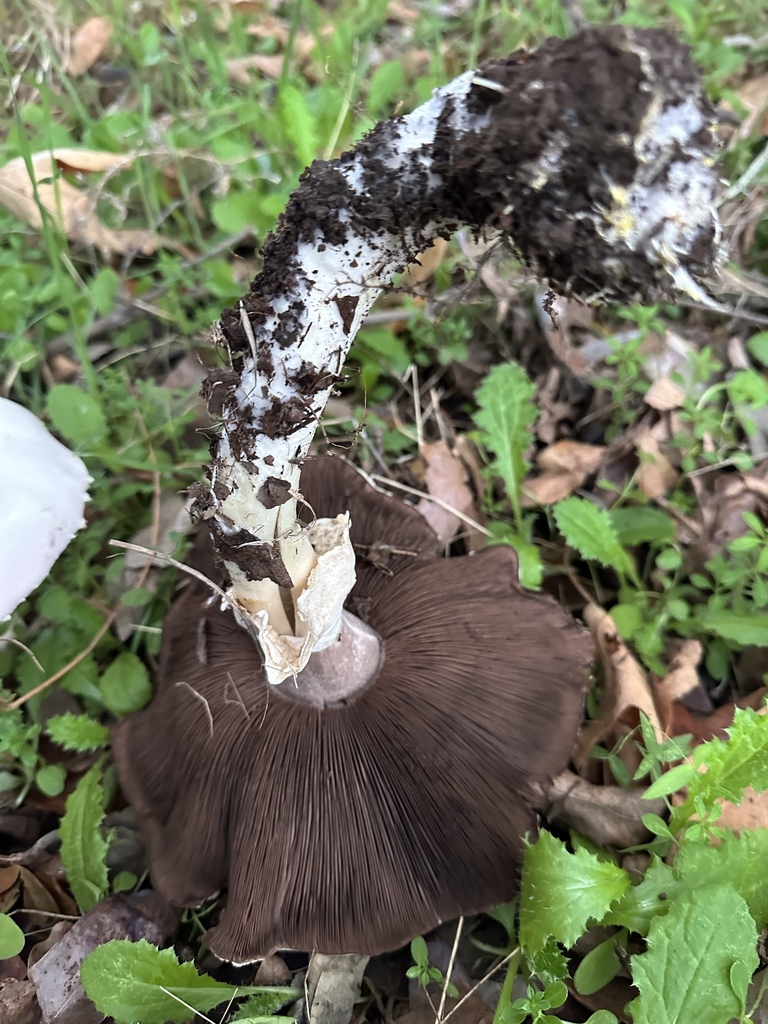 Agaricus xanthodermus · November 2025 · photo: © irinamitine (iNaturalist, cc-by)