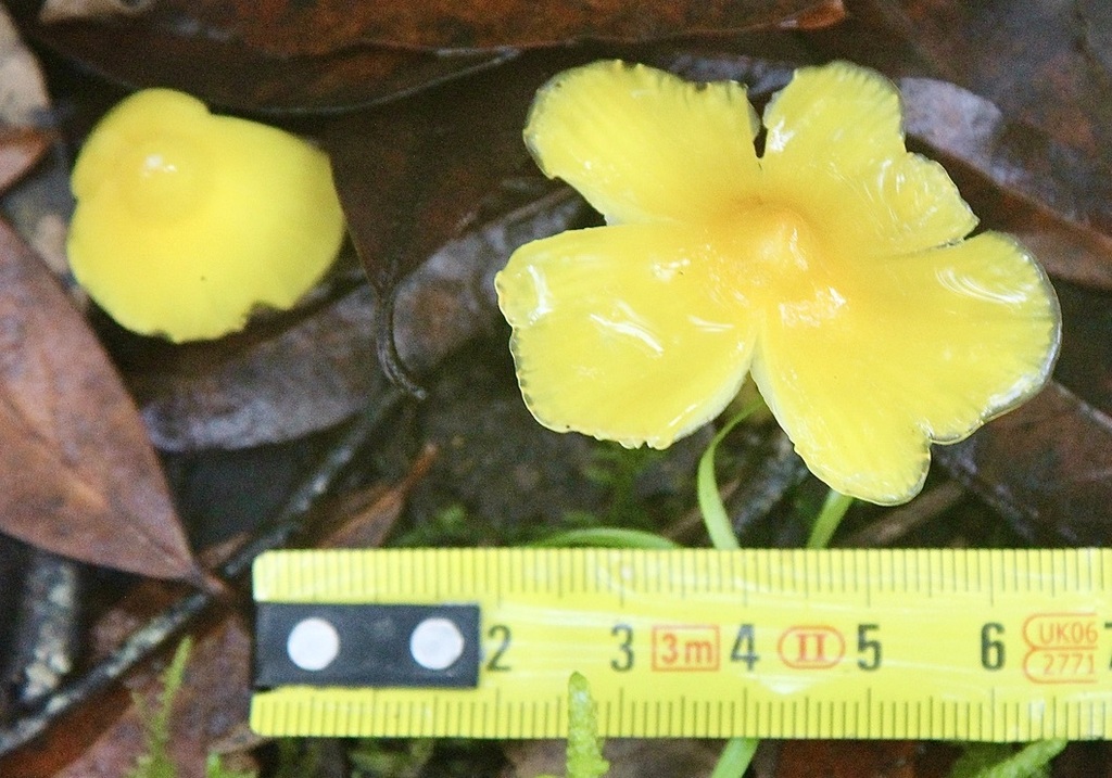 Hygrocybe acutoconica · November 2025 · photo: © ruir1963 (iNaturalist, cc-by)