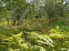 Pteridium latiusculum japonicum