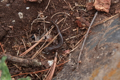 Chiropterotriton priscus