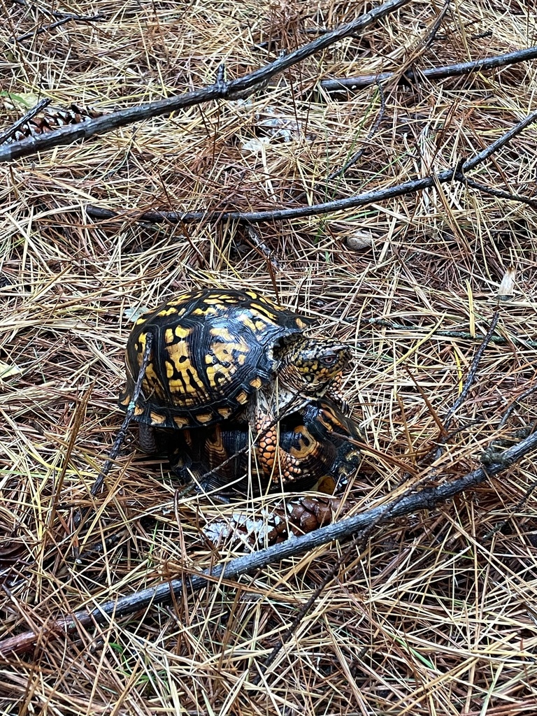 Eastern Box Turtle in October 2025 by ashleykempken · iNaturalist