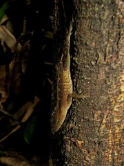Anolis uniformis