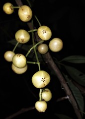 Chrysochlamys membranacea