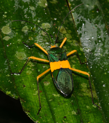 Paryphes