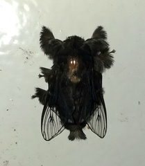 Lasiocampoidea