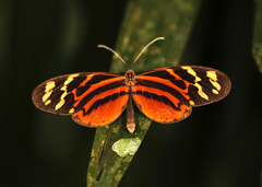 Melinaea satevis maeonis