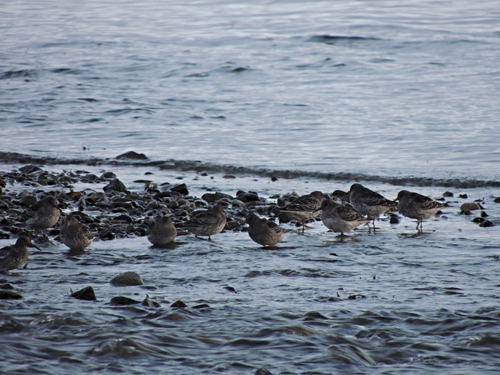 Purple Sandpiper