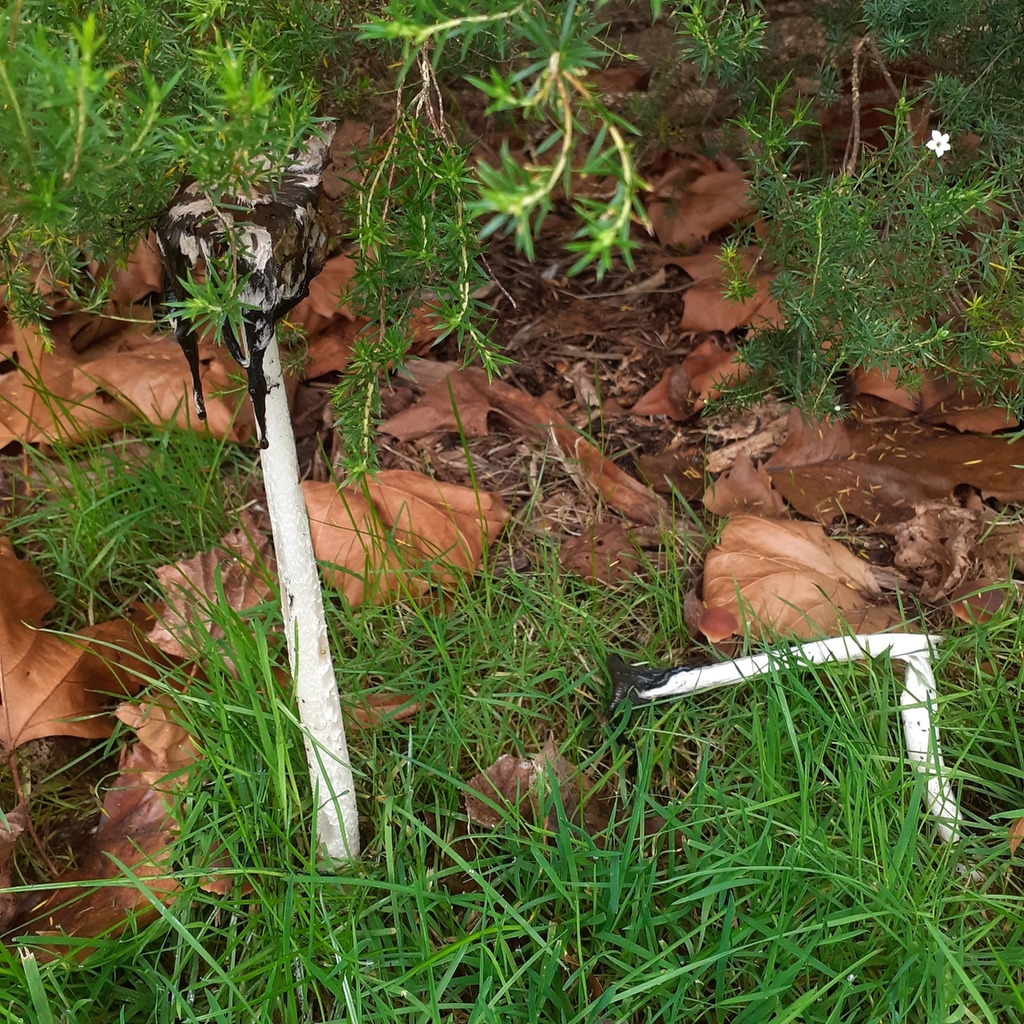 Coprinopsis picacea · November 2025 · photo: © bogsuckers (iNaturalist, cc-by)