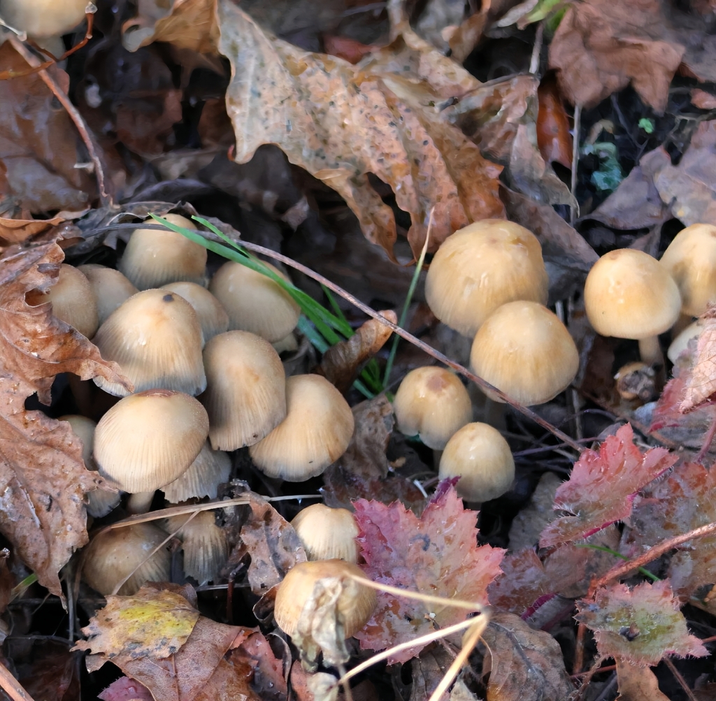 Micacei · November 2025 · photo: © ikelman (iNaturalist, cc0)
