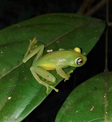 Boana cinerascens