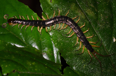 Parotostigmus