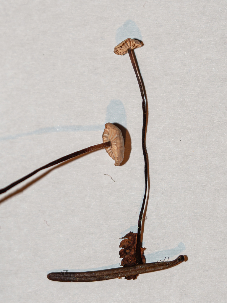 Marasmius wettsteinii