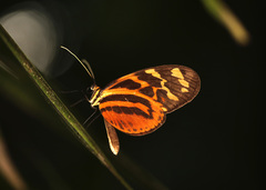 Melinaea satevis maeonis