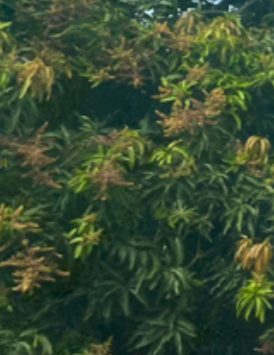Indian mango