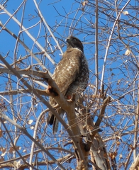 Buteo jamaicensis