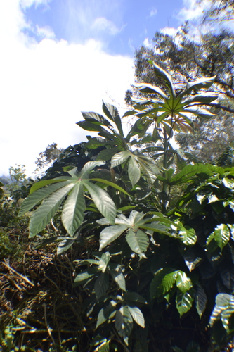 Cecropia mutisiana (Cecropia mutisiana)
