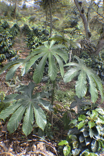 Cecropia mutisiana (Cecropia mutisiana)