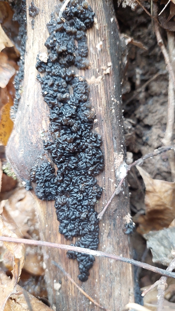 Exidia nigricans · November 2025 · photo: © viktorstrenada (iNaturalist, cc-by)