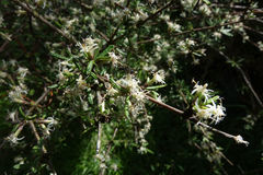 Olearia bullata