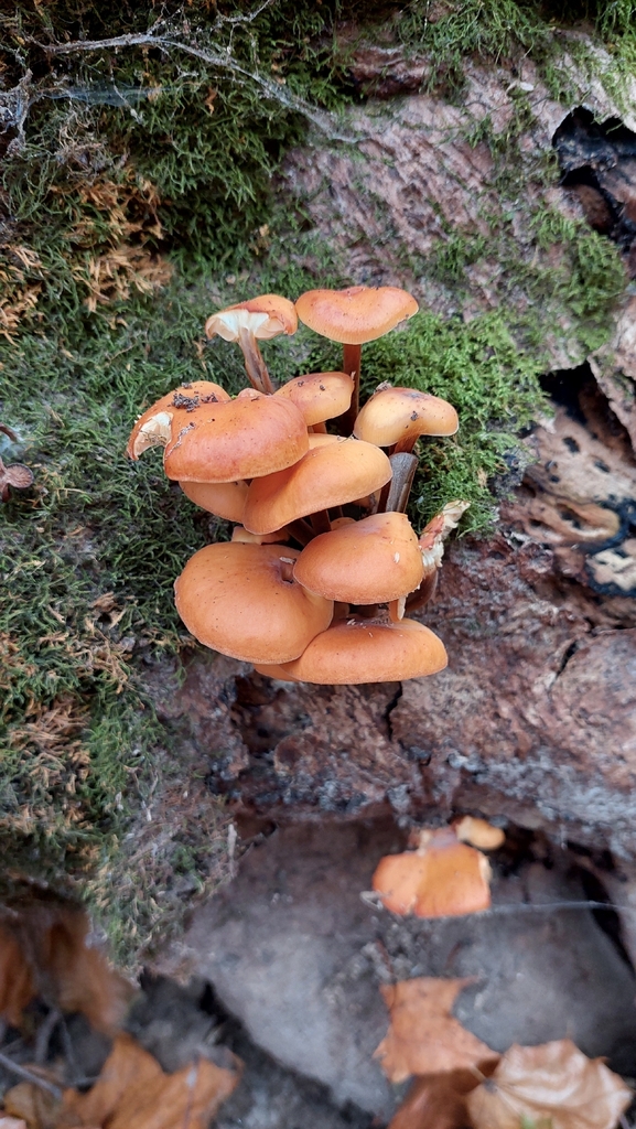 Flammulina · November 2025 · photo: © viktorstrenada (iNaturalist, cc-by)