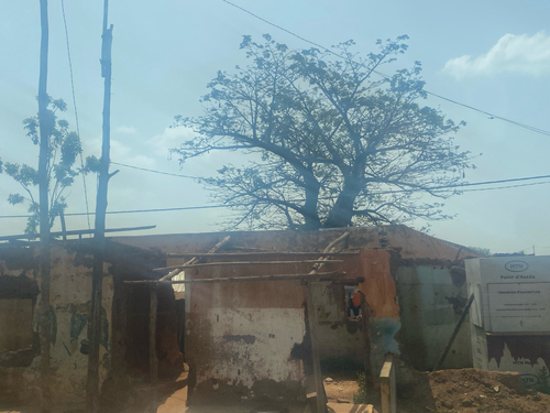 African baobab