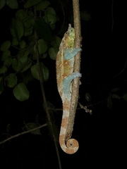 Calumma crypticum