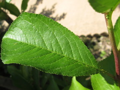 Prunus salicina
