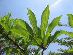 Prunus salicina