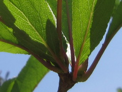 Prunus salicina