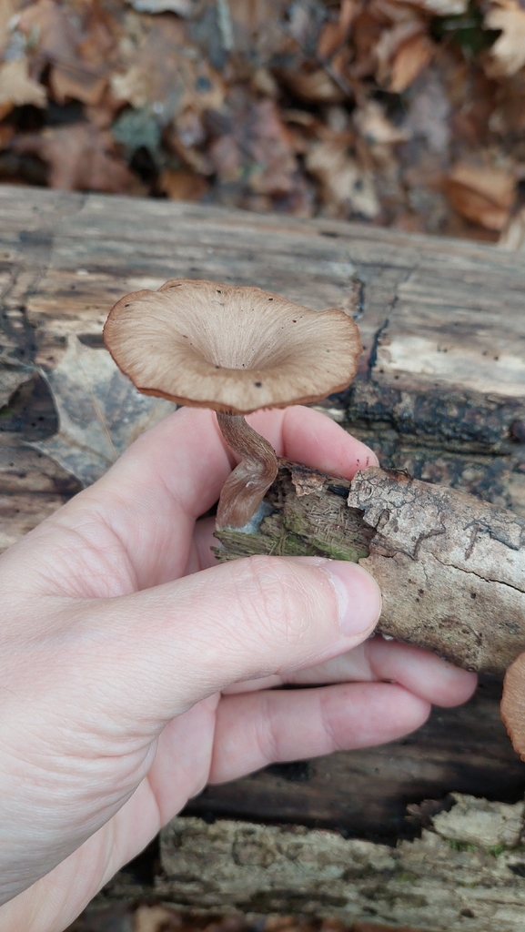 Pseudoclitocybe cyathiformis · November 2025 · photo: © viktorstrenada (iNaturalist, cc-by)