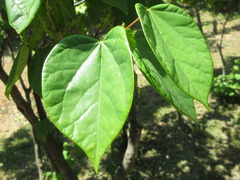 Cercis chinensis