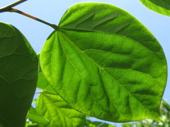 Cercis chinensis