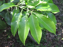 Magnoliopsida